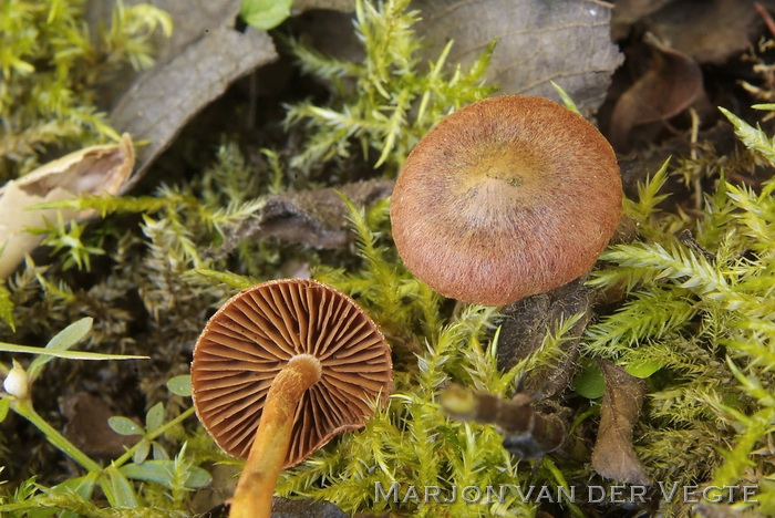 Koperrode gordijnzwam - Cortinarius uliginosus