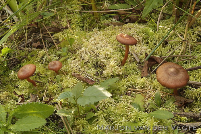 Koperrode gordijnzwam - Cortinarius uliginosus