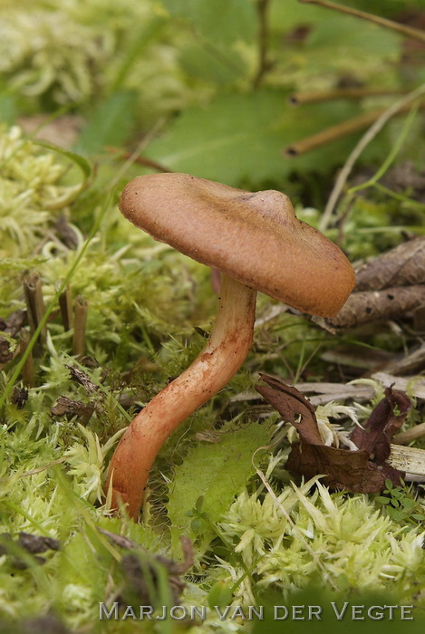 Koperrode gordijnzwam - Cortinarius uliginosus