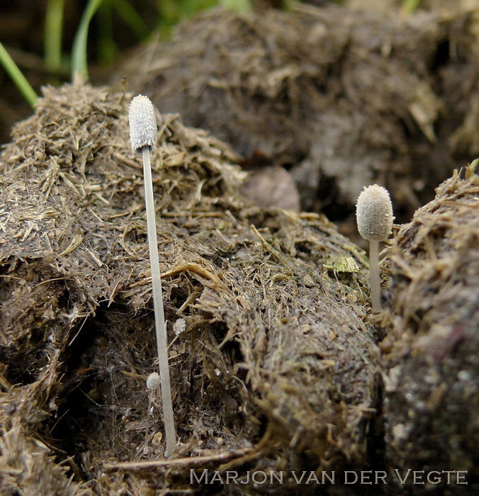 Korrelige mestinktzwam - Coprinopsis cordispora