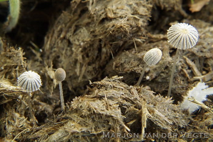 Korrelige mestinktzwam - Coprinopsis cordispora