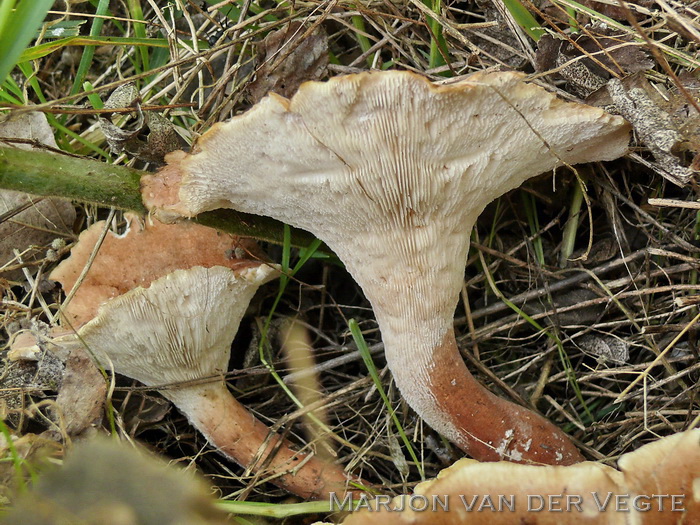 Korrelige taaiplaat - Neolentinus schaefferi