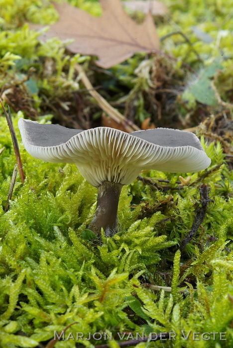 Knotsvoettrechterzwam - Clitocybe clavipes