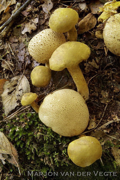 Kostgangerboleet - Pseudoboletus parasiticus