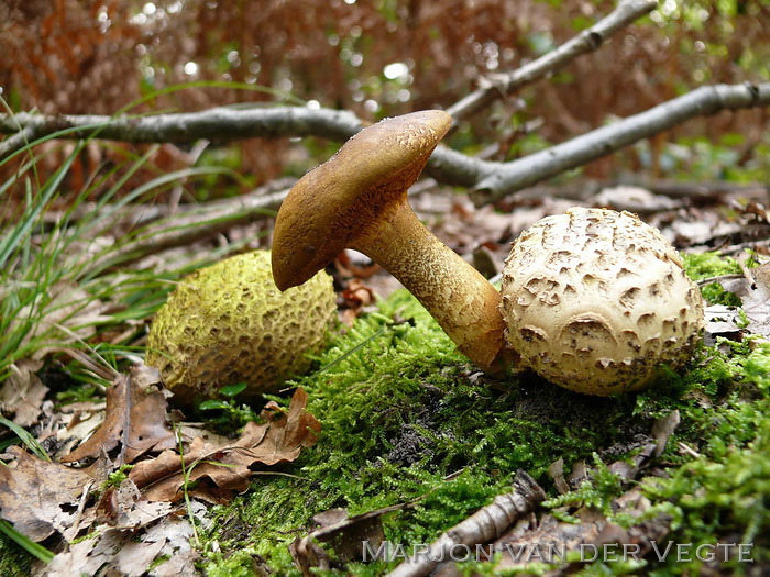 Kostgangerboleet - Pseudoboletus parasiticus