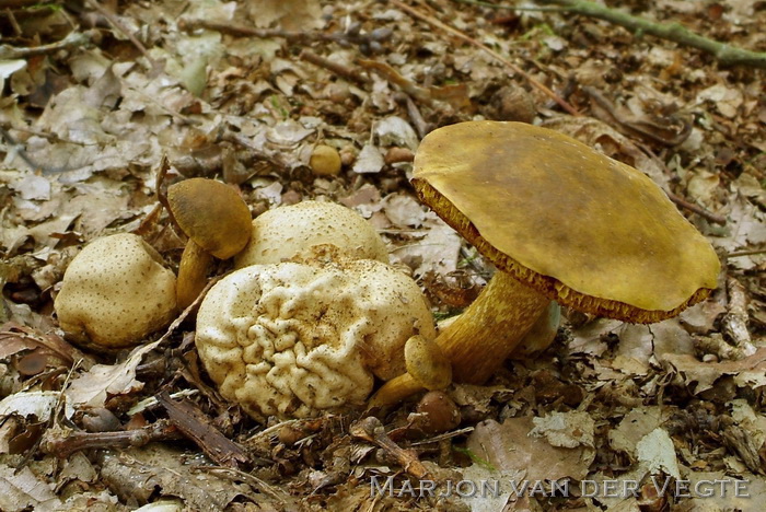 Kostgangerboleet - Pseudoboletus parasiticus