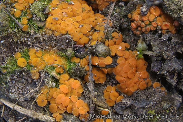 Geel zandbekertje - Kotlabaea deformis