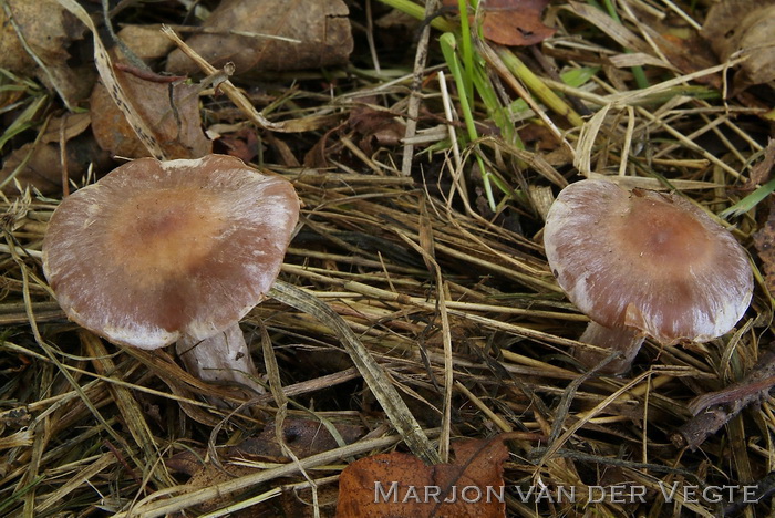 Kousevoetgordijnzwam - Cortinarius saturninus