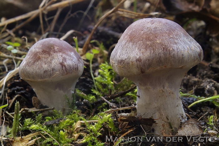 Kousevoetgordijnzwam - Cortinarius saturninus