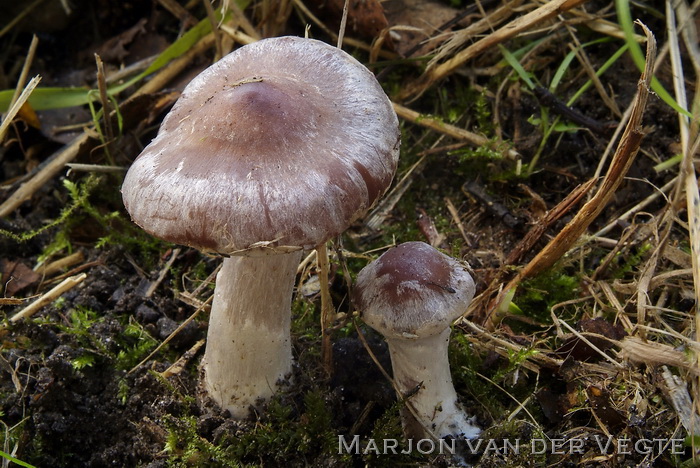 Kousevoetgordijnzwam - Cortinarius saturninus