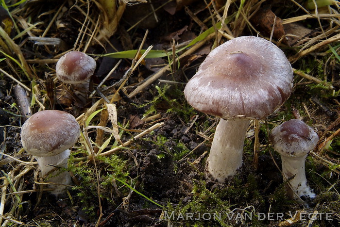 Kousevoetgordijnzwam - Cortinarius saturninus