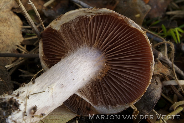 Kousevoetgordijnzwam - Cortinarius saturninus