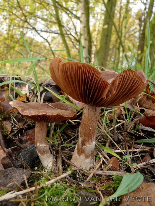 Kousevoetgordijnzwam - Cortinarius saturninus