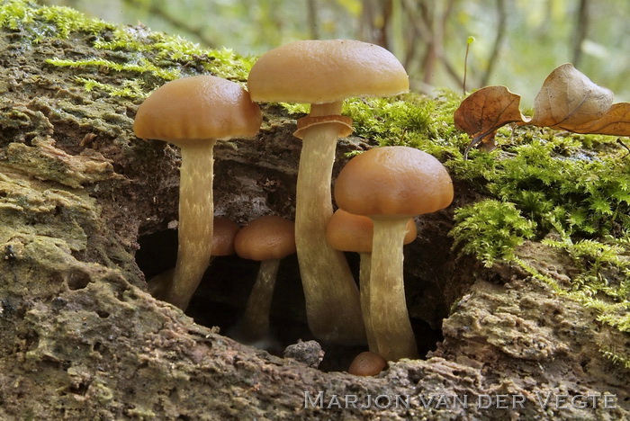 Kraagmosklokje - Galerina autumnalis