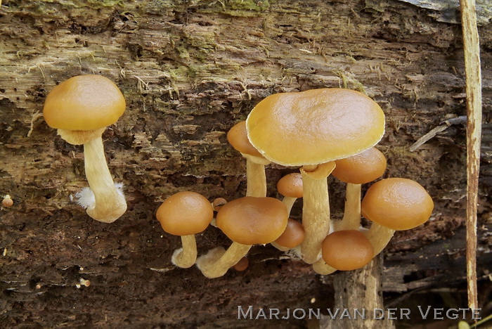 Kraagmosklokje - Galerina autumnalis