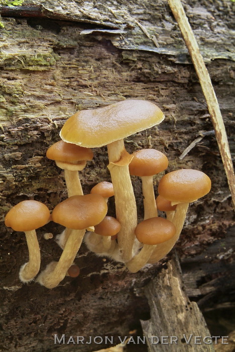 Kraagmosklokje - Galerina autumnalis