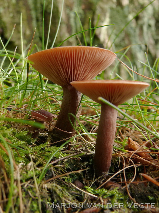 Kruidige melkzwam - Lactarius camphoratus