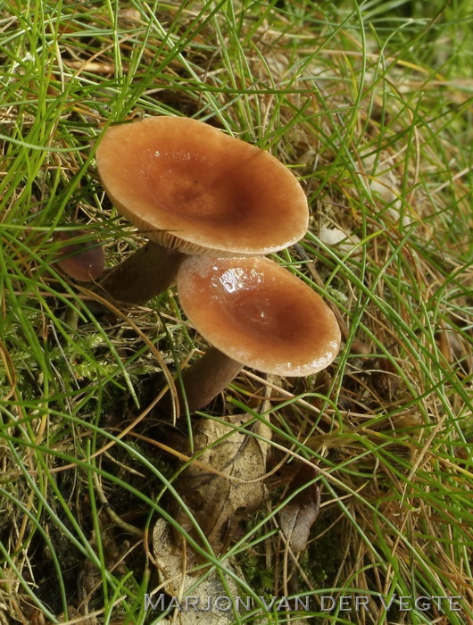 Kruidige melkzwam - Lactarius camphoratus