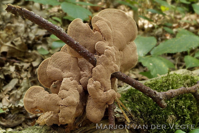 Kussenvormige houtzwam - Hapalopilus rutilans