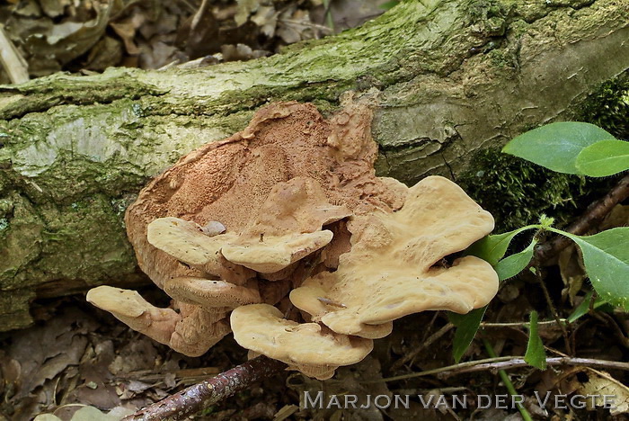 Kussenvormige houtzwam - Hapalopilus rutilans