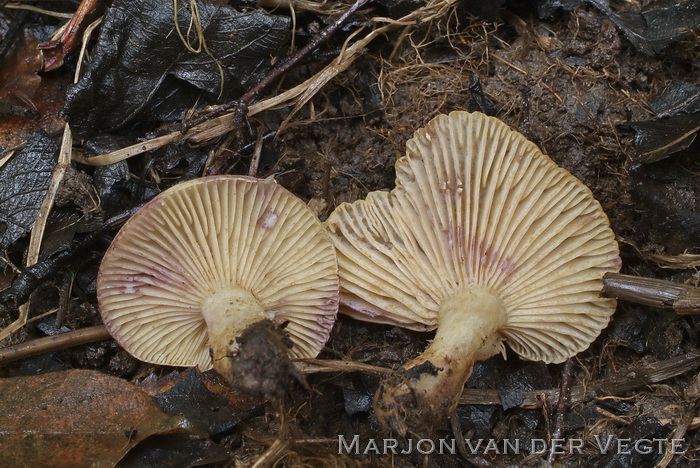 Violetvlekkende moerasmelkzwam - Lactarius aspideus