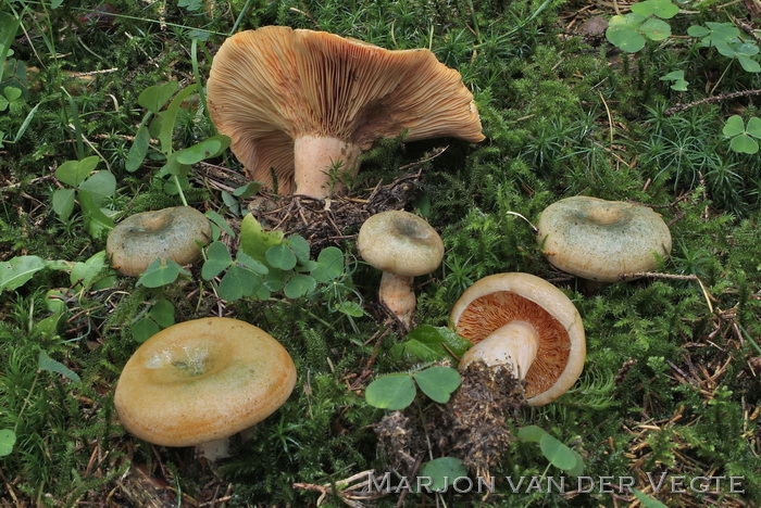 Peenrode melkzwam - Lactarius deterrimus