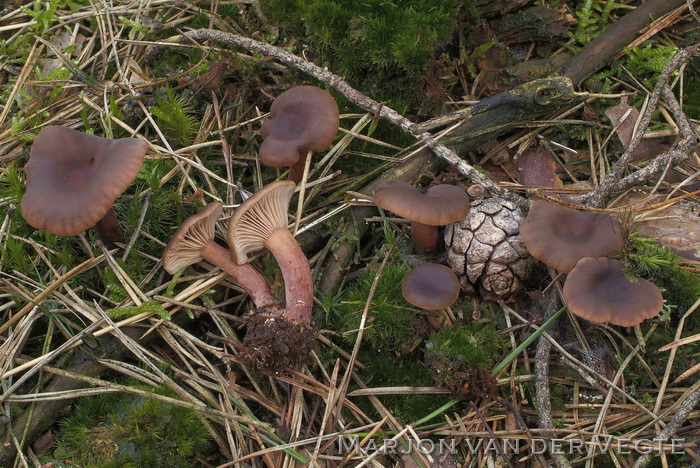 Levermelkzwam - Lactarius hepaticus