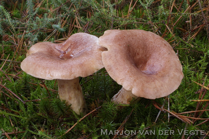 Roodbruine melkzwam - Lactarius hysginus