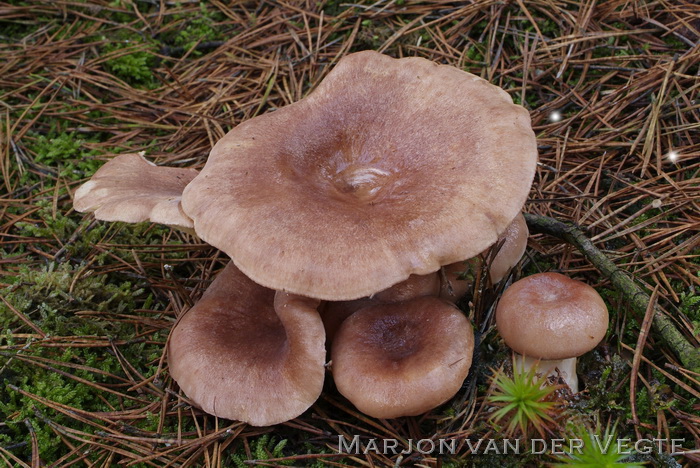 Roodbruine melkzwam - Lactarius hysginus