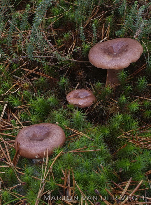 Roodbruine melkzwam - Lactarius hysginus