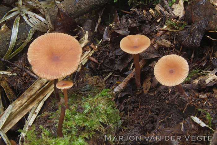 Rossige elzenmelkzwam - Lactarius omphaliformis