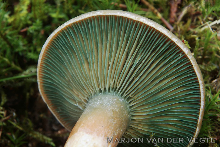 Vaalrode melkzwam - Lactarius semisanguifluus