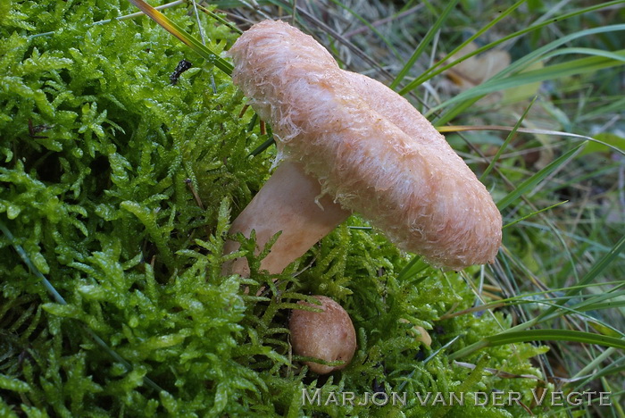 Baardige melkzwam - Lactarius torminosus