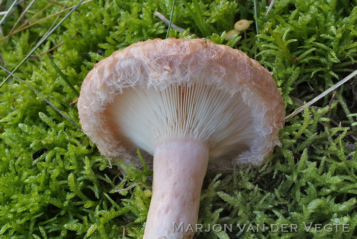 Baardige melkzwam - Lactarius torminosus