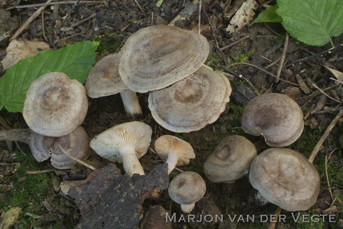 Haagbeukmelkzwam - Lactarius circellatus