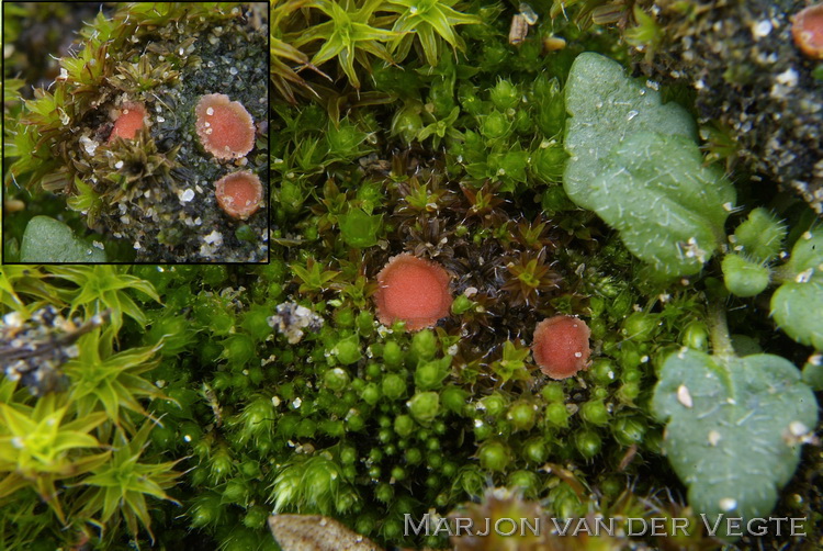 Honinggraatmosschijfje - Lamprospora retinosa