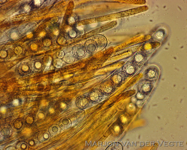 Duinsterretjesmosschijfje - Lamprospora tortulae-ruralis