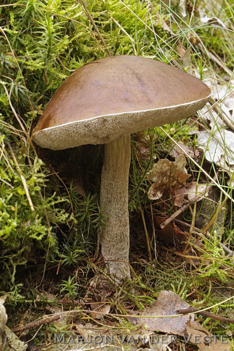 Bruingrijze berkeboleet - Leccinum cyaneobasileucum