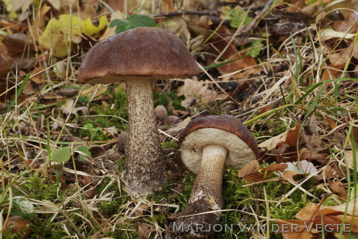 Gewone berkenboleet - Leccinum scabrum