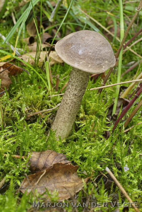 Kleine berkenboleet - Leccinum schistophilum