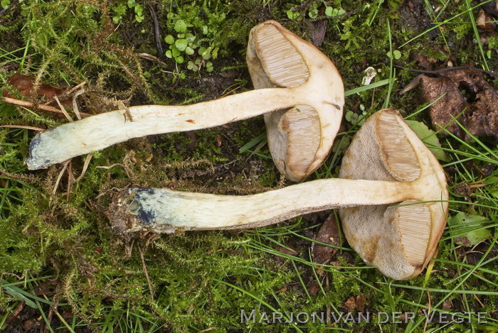 Kleine berkenboleet - Leccinum schistophilum