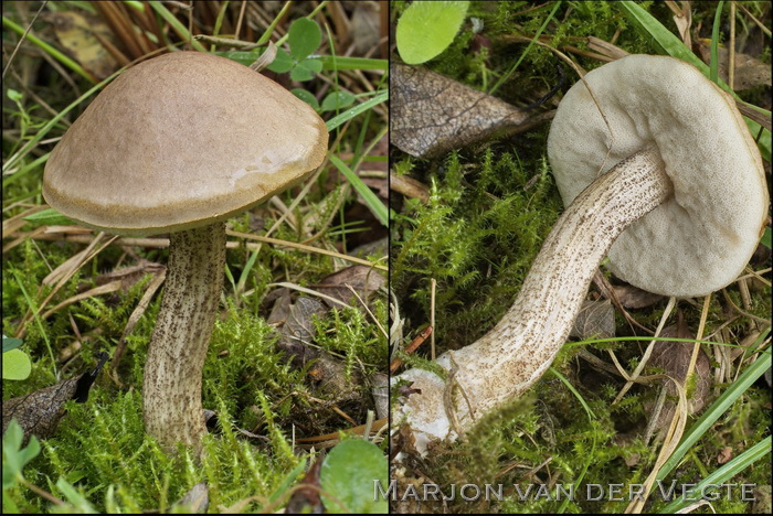 Kleine berkenboleet - Leccinum schistophilum