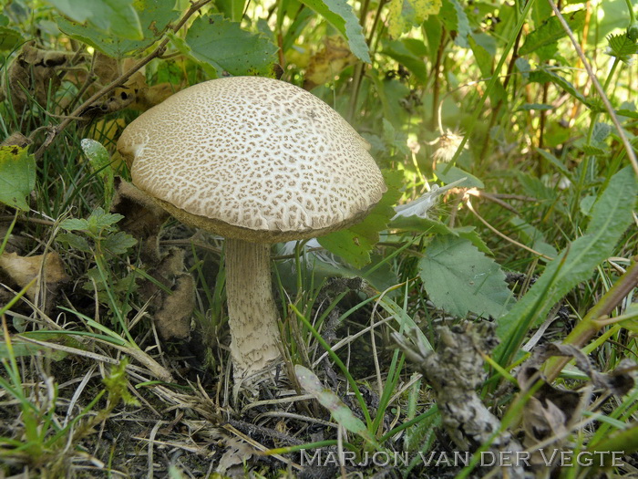 Kleine berkenboleet - Leccinum schistophilum