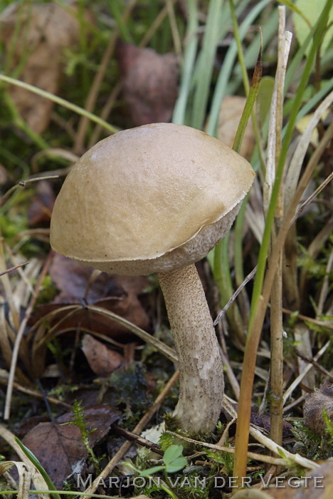 Kleine berkenboleet - Leccinum schistophilum