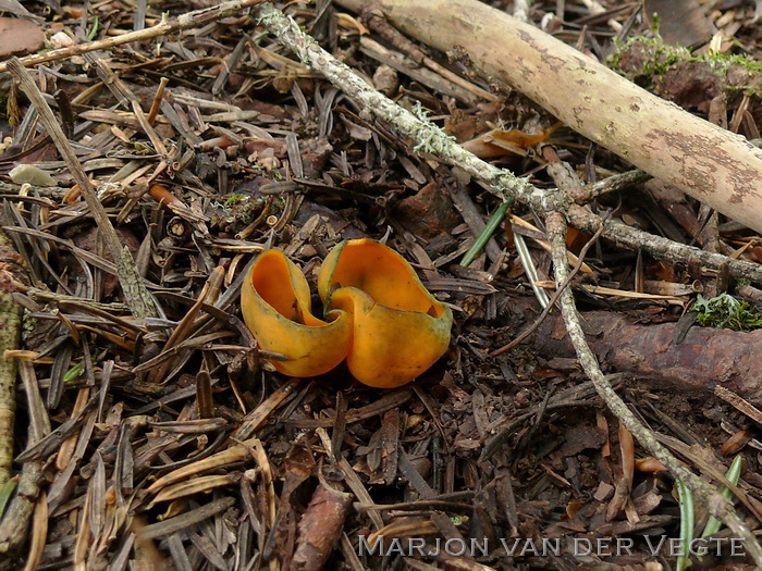 Lentebekerzwam - Caloscypha fulgens