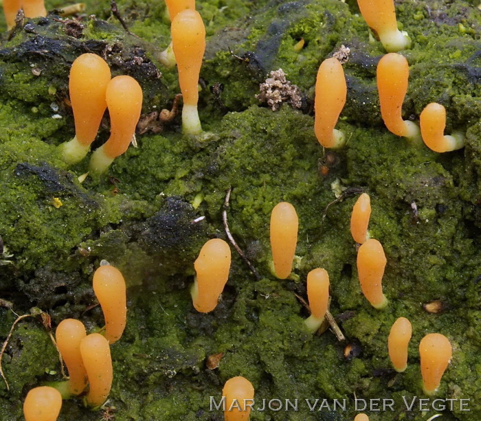 Lenteknotszwam - Multiclavula vernalis