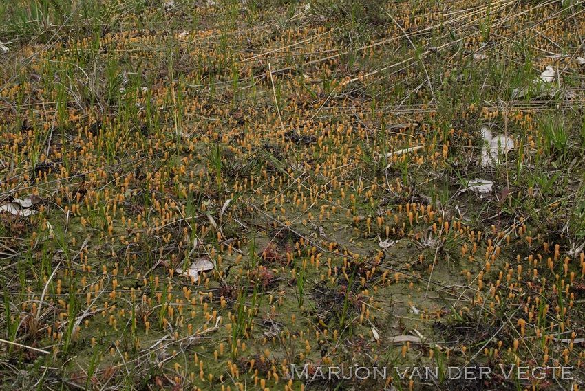 Lenteknotszwam - Multiclavula vernalis