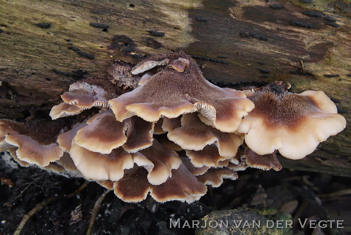 Fluweelzaagplaat - Lentinellus ursinus