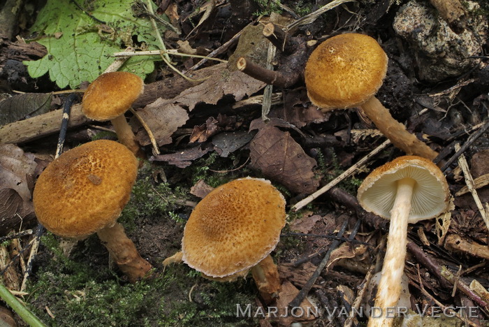 Oranjebruine parasolzwam - Lepiota boudieri