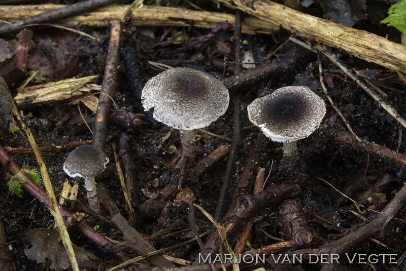 Grijsgroene parasolzwam - Lepiota griseovirens